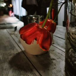red tulip nightphotography myphotography redflower freetoedit