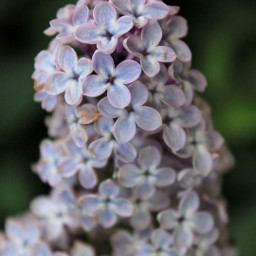 photography nature colors closeup macro flower freetoedit