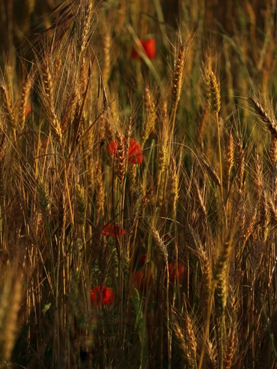 L' oro che colora i campi #nature #naturephotography #myphotography #fields #poppies