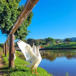 sussu arvore tree pato duck lago lake rio river agua water umuarama paraná brasil brazil replica freetoedit pcsunnyweather sunnyweather