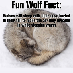 wolffactfriday wolf sleeping cute curledup spam wolves snow wolffactoftheday wolffacts wolffact freetoedit