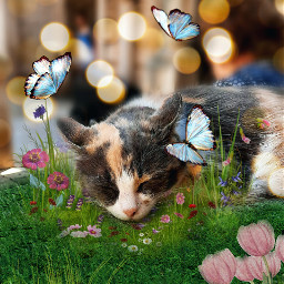 animal nature butterflies butterfly cat cute sleeping grass flower flowers

i'm freetoedit flowers