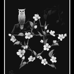 freetoedit blackandwhite star flowers owl