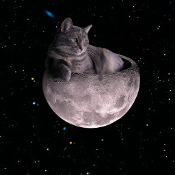 cat moon stars madewithpicsart freetoedit