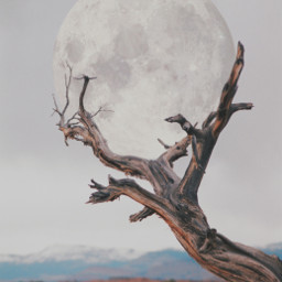nature moon realism freetoedit