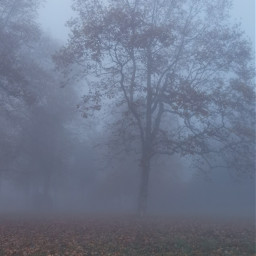fog foggy foggyweather november scary pcmyfavoriteimageof2022 myfavoriteimageof2022