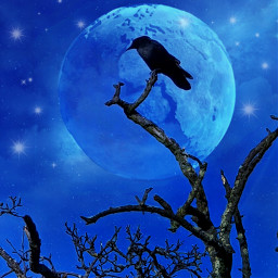 raven bird moon blue madewithpicsart myedit picsartedit freetoedit