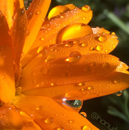 freetoedit beauty flower orange rainday closeup macro nature outdoors iphone apple pcflowerphotography flowerphotography