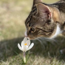 freetoedit kitten kitty pet cat cuteness animal pcflowerphotography flowerphotography