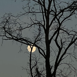 freetoedit tree forest nature moonlovers pictureoftheday