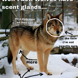 wolf wolffactfriday scentglands cool wolves timberwolf snow wolffact wolffactoftheday wolffacts yay freetoedit