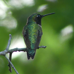 bird darkgreen hummingbird nature green color greencolor freetoedit pcgreencolor
