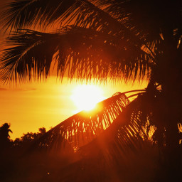 sunset coconut nature sunlight freetoedit