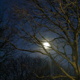 moon fullmoon branches myphotography freetoedit