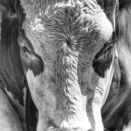 closeup cow photography blackandwhite freetoedit