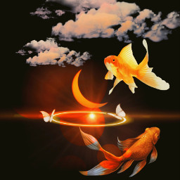 beauty goldfish orange fog mist sky butterflies freetoedit srcbutterflyhalo butterflyhalo