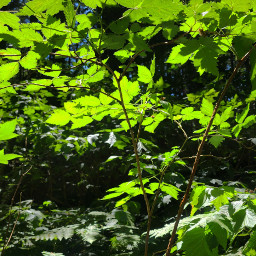leaves bushes trees nature oregon green sunlight freetoedit