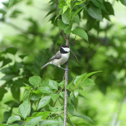 nature outdoors trees green leaves bird chickadee freetoedit pcgreencolor greencolor
