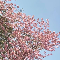 nature flowers plant spring springtime pink @anoopseth pcflowerphotography flowerphotography