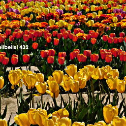 freetoedit flowers tulips pcflowerphotography flowerphotography