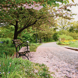 freetoedit garden magicalgarden pinkflowers path cherryblossoms petals gardencollection lotsofflowers immerseinflowers riverofflowers