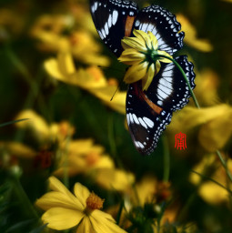 wildflowers butterfly