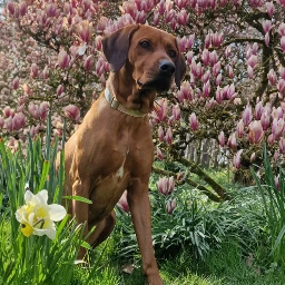lionhuntress lovemydog goodtimesoutside magnoliatree bluesky springmood daffodil pcspringfever springfever