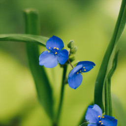 freetoedit blue blueflower bluepetals flowers backdrop background closeup niftyfifty