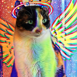 cat pet animals domesticcat kitty crown rainbowcolors freetoedit fcpets pets
