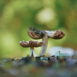 freetoedit mushroom mushroomcollection nature fungi fungus bokehlicious lotsofbokeh bokeh links forest woods scenery plants