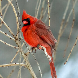 freetoedit photography nature cardinal red picoftheday bird beautiful photo myphoto heypicsart