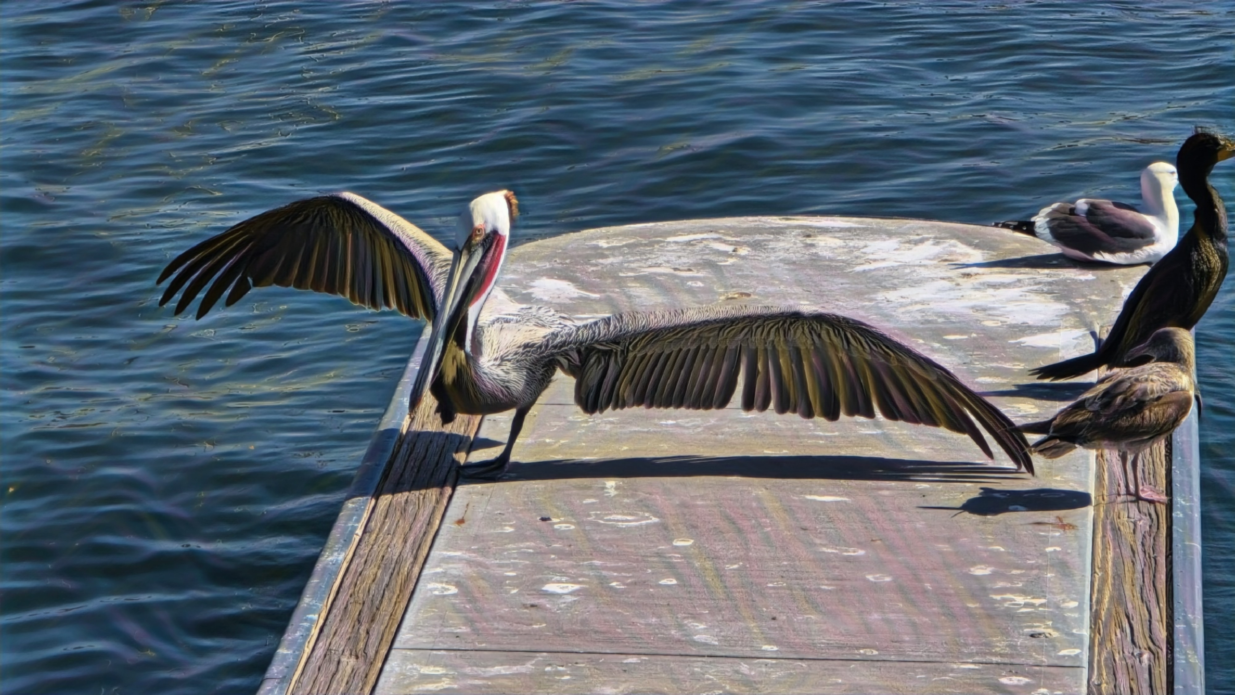 Find more bird photos 510449111008201