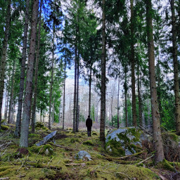outdoor nature stone land forest trees woods scenery walk scandinavia freetoedit