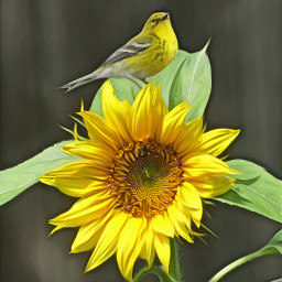 beauty composition pinewarbler birds bird yellow sunflower sunshine sunny nature myoriginalphoto myphotography freetoedit