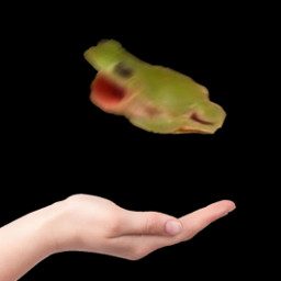 vote frog freetoedit eclevitatingobjects levitatingobjects