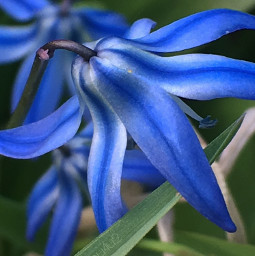 freetoedit color blue babyblue flower springtime pcflowerphotography flowerphotography