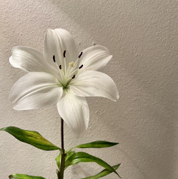 casablanca lily flower whiteflower nature white stamen easter easterlily peace freetoedit stem leaves green flowerbackground