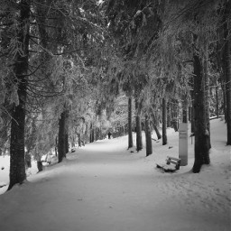 winter blackforest snow trees nature photography blackandwhite freetoedit