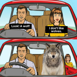 freetoedit wolf meme lol rejected picsartmemes car wolves wolflover wolflove memesfordays