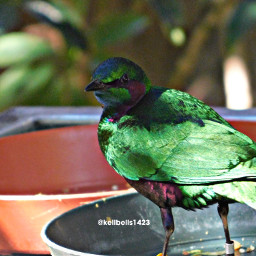 freetoedit green bird myphoto pcgreencolor greencolor