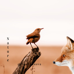 nature bird fox lenaakhanova freetoedit
