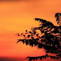 sunset silhouette evening endofday nature photography freetoedit