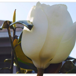 myphotography myphoto nature flower flowerhead inbloom magnoliaflower firstoftheseason againstthesky architecture newhome beautyinnature upclose paint bordered naturephotography