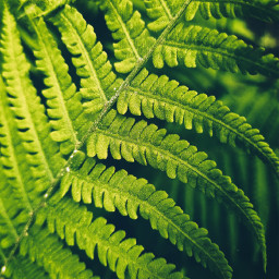 nature plant leaf green fern greenaesthetic darkgreen freetoedit