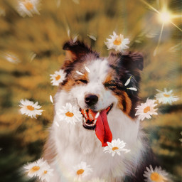 freetoedit cutedog doggo flowers daisy golden daylight cute aesthetic rcchamomilesplash chamomilesplash