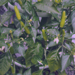 pepper hotpeppers hotpepper chili chilipepper greenaesthetic chilipeppers gardening plants plant vegetables vegetablegarden vegetablegardening darkgreen greencolor planter planting freetoedit