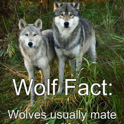 wolffactfriday wolffacts wolf wolfpaws cute adorable wolffactoftheday wolffactdaytoday wolffact love pair freetoedit