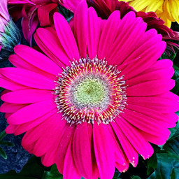 freetoedit flowers daisy pink pcflowerphotography flowerphotography