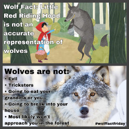 wolf wolffactfriday wolffact wolffacts wolffactoftheday redridinghoodwaswrong stereotype woldstereotype wolves lies freetoedit