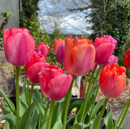 tulipsflower tulip tulipanes flowers springtime jossettedhermannipictures picsart